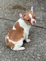 Peanut, a male Boston Terrier for sale in Bardstown, KY – 3 of 5