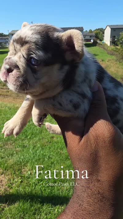 Fatima, a female French Bulldog for sale in Bardstown, KY – 7 of 7