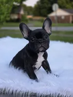Raven, a female French Bulldog for sale in Bardstown, KY – 2 of 2