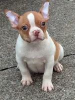 Peanut, a male Boston Terrier for sale in Bardstown, KY – 5 of 5