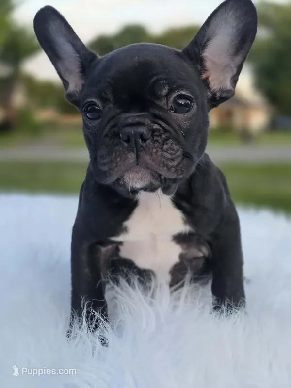 Raven – French Bulldog puppy for sale in Bardstown, KY