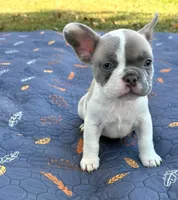 Codi, a male French Bulldog for sale in Bardstown, KY – 2 of 4