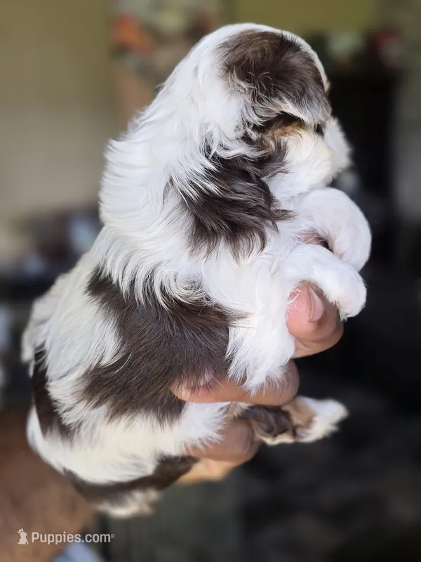 Pandora The Chocolate Parti  Toy Yorkie – Yorkshire Terrier puppy for sale in Bardstown, KY