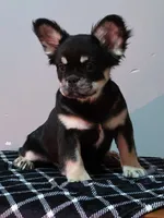 Lah-lah, a female French Bulldog for sale in Bardstown, KY – Photo 1 of 7