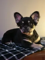 Lah-lah, a female French Bulldog for sale in Bardstown, KY – Photo 6 of 7