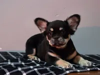 Lah-lah, a female French Bulldog for sale in Bardstown, KY – Photo 5 of 7