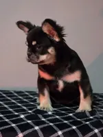 Lah-lah, a female French Bulldog for sale in Bardstown, KY – Photo 7 of 7