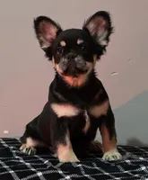 Lah-lah, a female French Bulldog for sale in Bardstown, KY – Photo 3 of 7