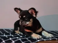 Lah-lah, a female French Bulldog for sale in Bardstown, KY – Photo 4 of 7