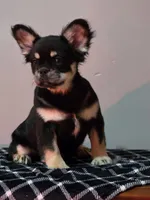 Lah-lah, a female French Bulldog for sale in Bardstown, KY – Photo 2 of 7