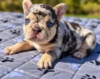 Fatima, a female French Bulldog for sale in Bardstown, KY – 3 of 7