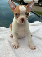 Abagail, a female Boston Terrier for sale in Bardstown, KY – 2 of 3