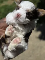 Pandora The Chocolate Parti  Toy Yorkie, a female Yorkshire Terrier for sale in Bardstown, KY – 3 of 6