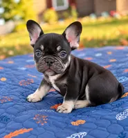 Sammy , a male French Bulldog for sale in Bardstown, KY – 3 of 5