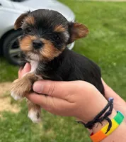 Tika, a female Yorkshire Terrier for sale in Bardstown, KY – 2 of 2