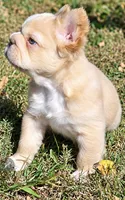Mello, a male French Bulldog for sale in Bardstown, KY – 2 of 2