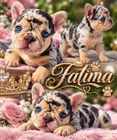 Fatima, a female French Bulldog for sale in Bardstown, KY – 1 of 7