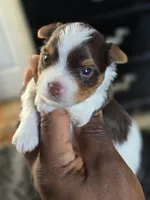 PICASSO , a male Yorkshire Terrier for sale in Bardstown, KY – 6 of 8