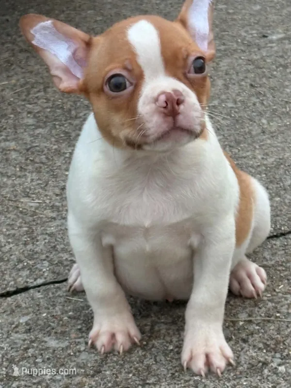 Peanut – Boston Terrier puppy for sale in Bardstown, KY