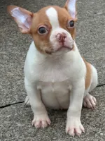 Peanut, a male Boston Terrier for sale in Bardstown, KY – 1 of 5