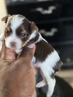 PICASSO , a male Yorkshire Terrier for sale in Bardstown, KY – 2 of 8