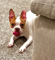  Tippy, a female Boston Terrier for sale in Bardstown, KY – 2 of 3