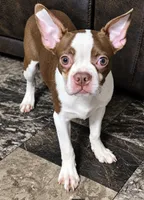 Shilo, a male Boston Terrier for sale in Bardstown, KY – 2 of 2