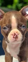Choco, a male Boston Terrier for sale in Bardstown, KY – 2 of 6