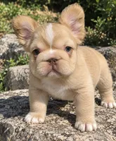 Mello, a male French Bulldog for sale in Bardstown, KY – 1 of 2
