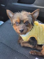 Peanut, a male Yorkshire Terrier for sale in Bardstown, KY – Photo 3 of 3