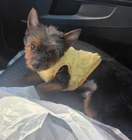 Peanut, a male Yorkshire Terrier for sale in Bardstown, KY – Photo 1 of 3