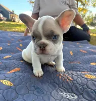 Micah, a male French Bulldog for sale in Bardstown, KY – 3 of 5
