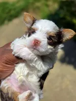 Pandora The Chocolate Parti  Toy Yorkie, a female Yorkshire Terrier for sale in Bardstown, KY – 4 of 6