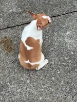 Peanut, a male Boston Terrier for sale in Bardstown, KY – 4 of 5