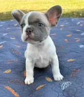 Codi, a male French Bulldog for sale in Bardstown, KY – 3 of 4