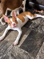 Peanut, a male Boston Terrier for sale in Bardstown, KY – 2 of 2