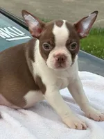 Shilo, a male Boston Terrier for sale in Bardstown, KY – 3 of 6