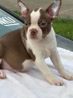Shilo, a male Boston Terrier for sale in Bardstown, KY – 5 of 6