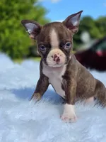 Choco, a male Boston Terrier for sale in Bardstown, KY – 5 of 6