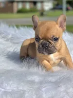 Tatum, a female French Bulldog for sale in Bardstown, KY – 3 of 5