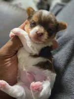 Picasso, a male Yorkshire Terrier for sale in Bardstown, KY – Photo 1 of 4