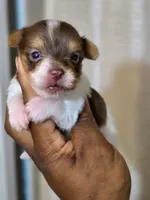 Picasso, a male Yorkshire Terrier for sale in Bardstown, KY – Photo 3 of 4