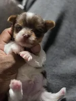 Picasso, a male Yorkshire Terrier for sale in Bardstown, KY – Photo 4 of 4