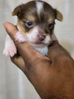 Picasso, a male Yorkshire Terrier for sale in Bardstown, KY – Photo 2 of 4