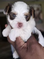 Pandora The Chocolate Parti  Toy Yorkie, a female Yorkshire Terrier for sale in Bardstown, KY – 6 of 6