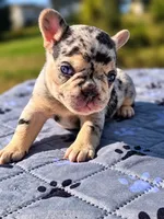 Fatima, a female French Bulldog for sale in Bardstown, KY – 2 of 7