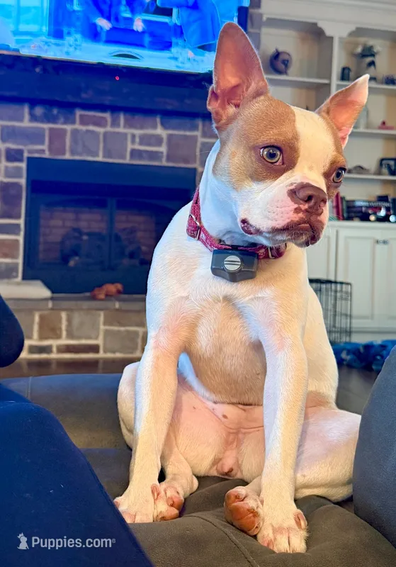  Tippy – Boston Terrier puppy for sale in Bardstown, KY