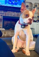  Tippy, a female Boston Terrier for sale in Bardstown, KY – 1 of 3