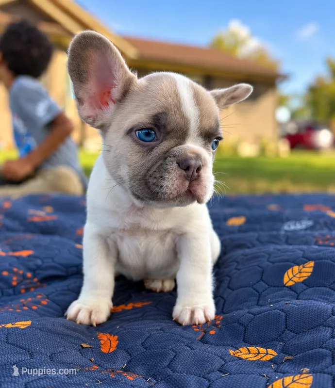 Micah – French Bulldog puppy for sale in Bardstown, KY