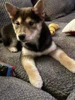 Miko, a male Shiba Inu for sale in Cleveland, OH – Photo 2 of 5